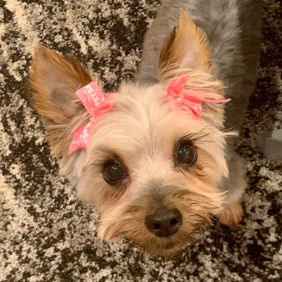 Meet Harlequin❣️New Addition To The Family! 🥰 - Picture 3 of 3